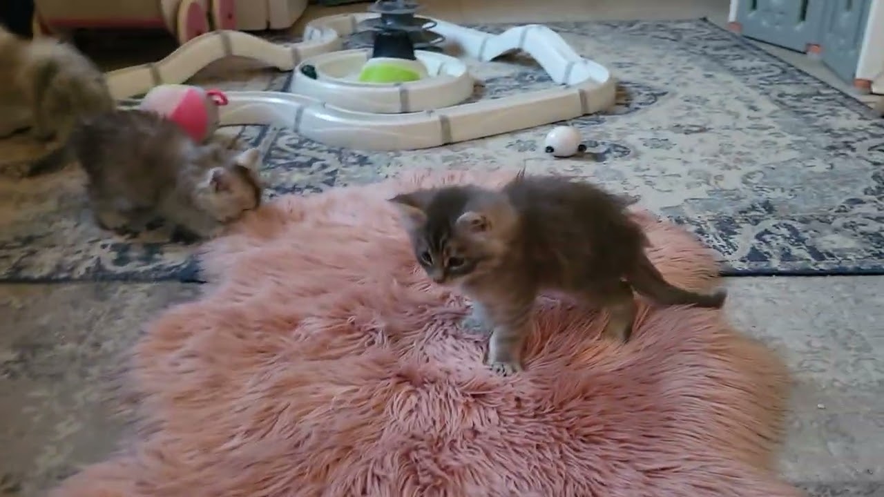 The Maine Coon kittens 