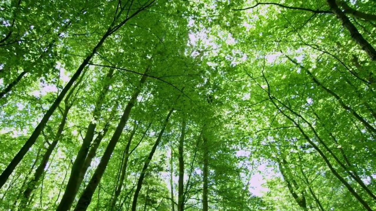 Lunch Break Meditation (10 Minutes) | Tone Tree Wellness
