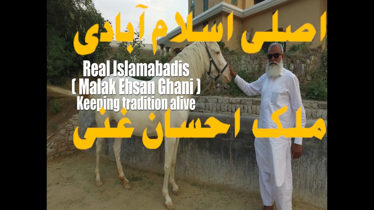 Real Islamabadis - Malak Ehsan Ghani #viral #viralvideo #horse #amazinganimals #equestrian