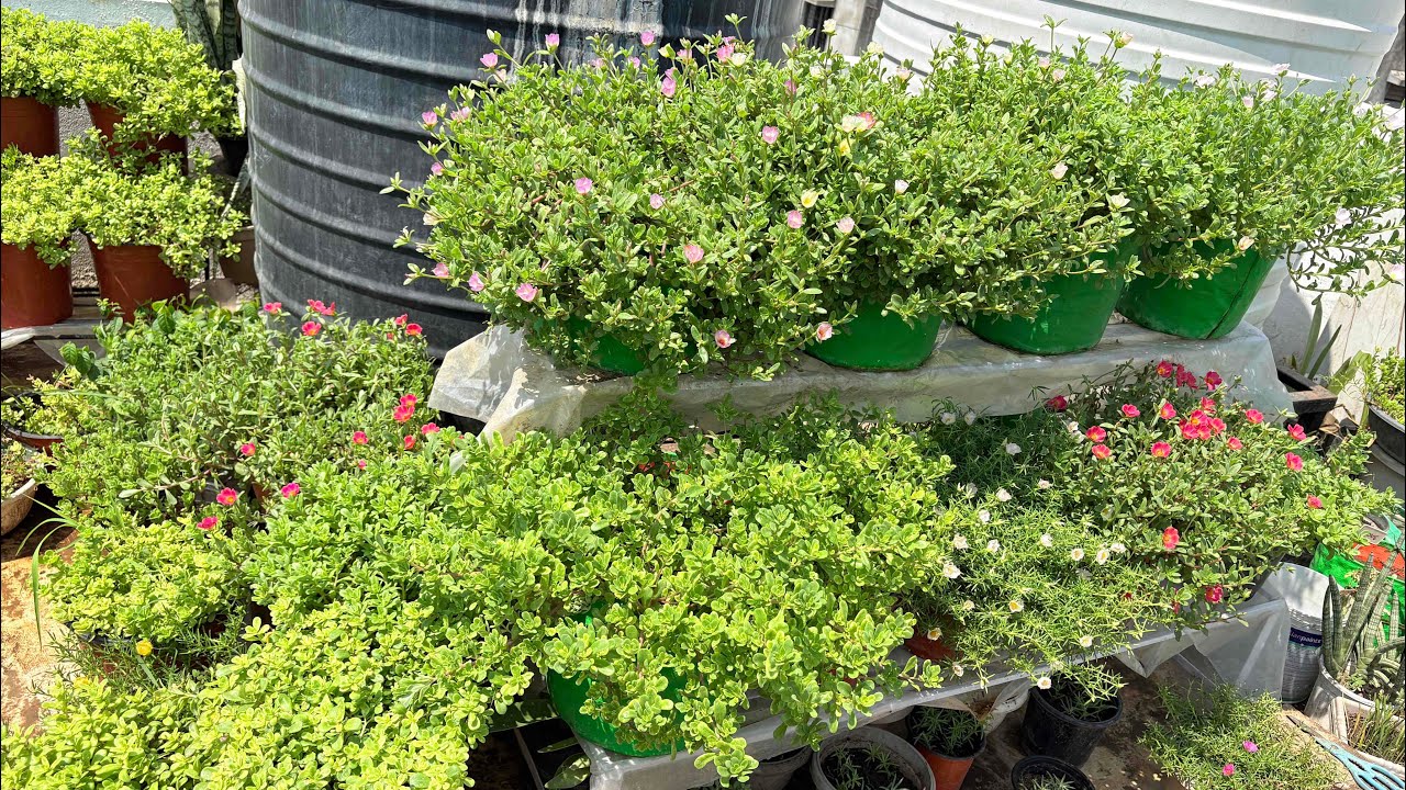 Sunday Terrace Garden Overview ❤️