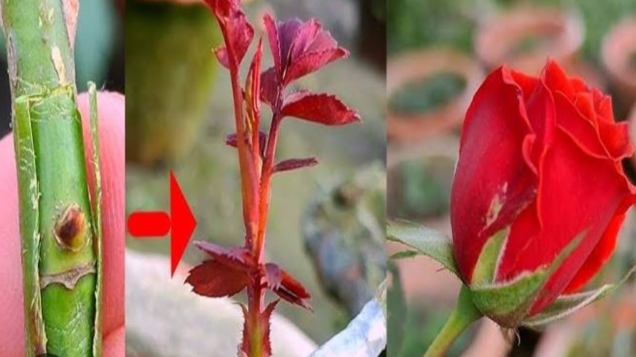 গোলাপ গাছের গ্রাফটিং কিভাবে করবেন❓How to graft a rose plant#garden #plants #viral #video #gardening 