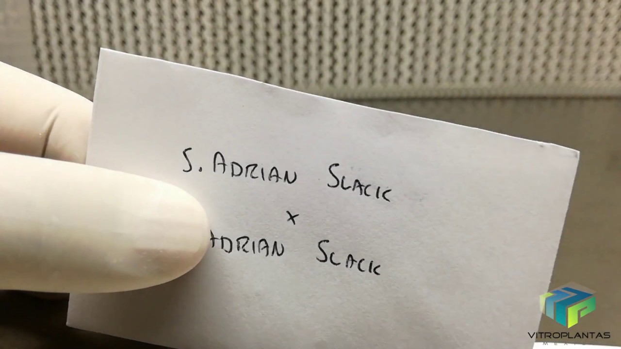 Siembra in vitro de semillas de sarracenia