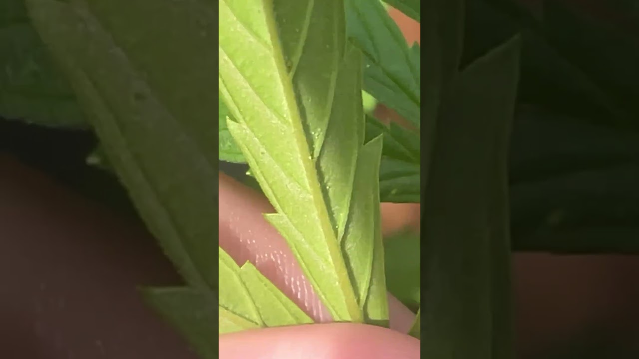 What Do Spider Mites Look Like?!?! #shorts