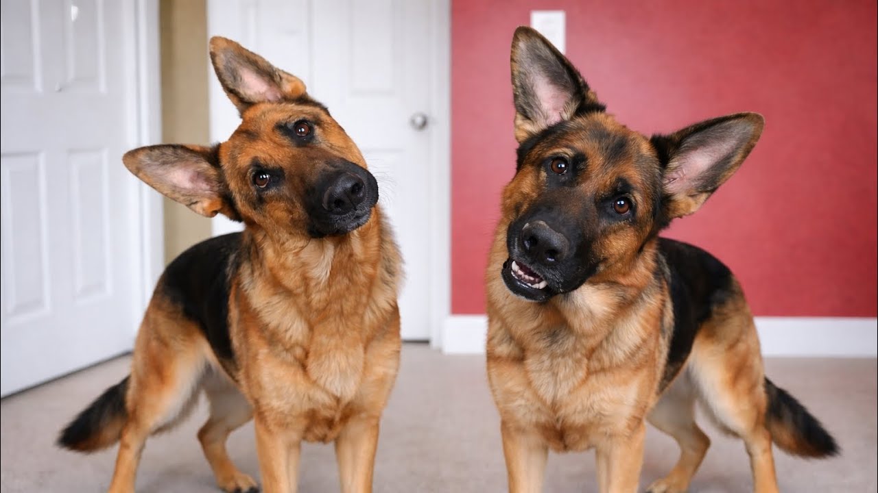 GERMAN SHEPHERDS Dog Were Born To Be Comedians! 🤣 Funny Dog Videos