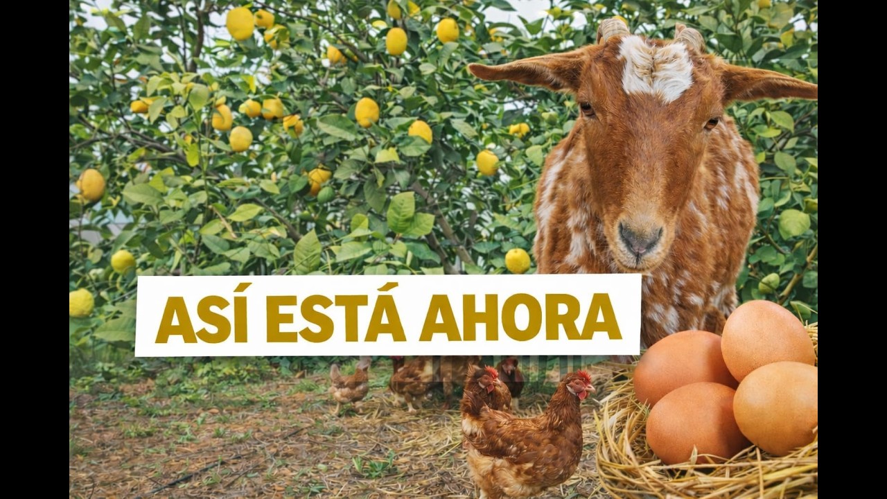 Evolución del huerto y gallinero | Así están ahora las gallinas y el limonero