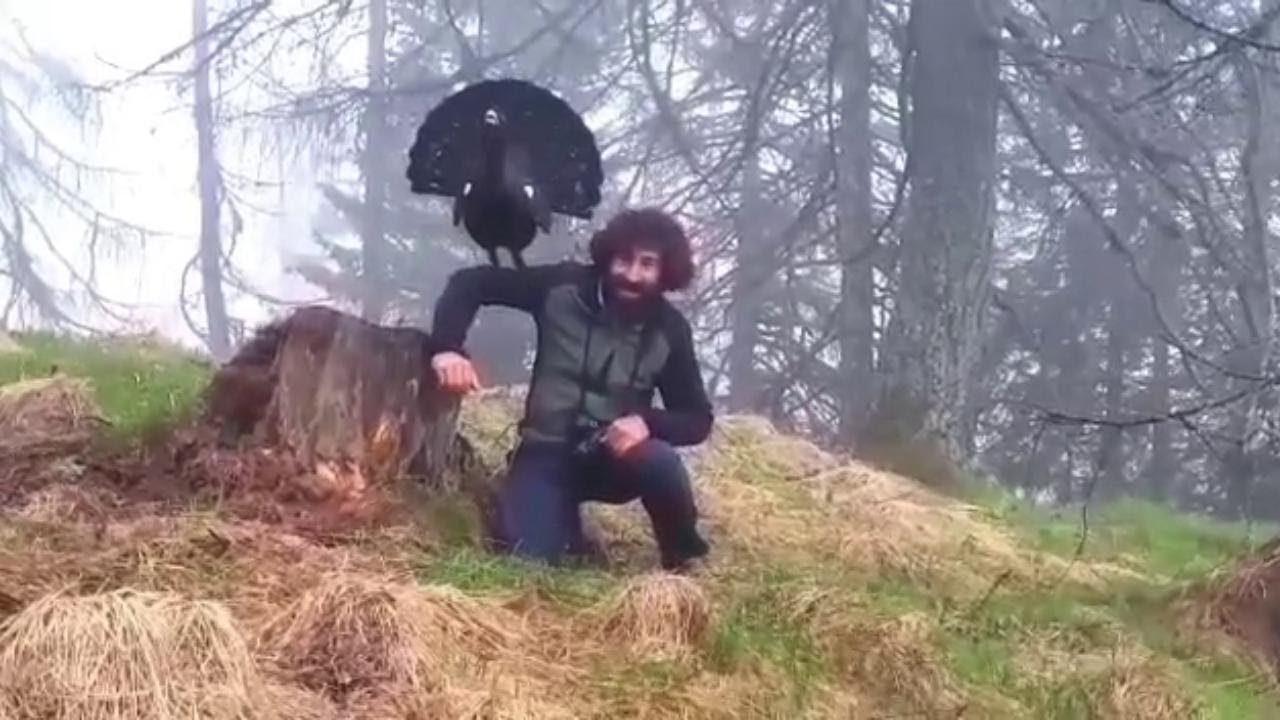 Il gallo cedrone, curioso, sale sulla testa di un escursionista