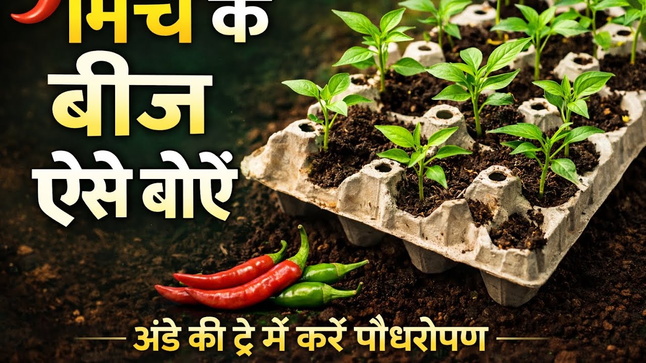 घर पर एकदम( फ्री) में उगे मिर्ची के ढेरों पौधे !!!how to seedling chilli seeds in egg cereat 🤗🤗🤗❤️❤️