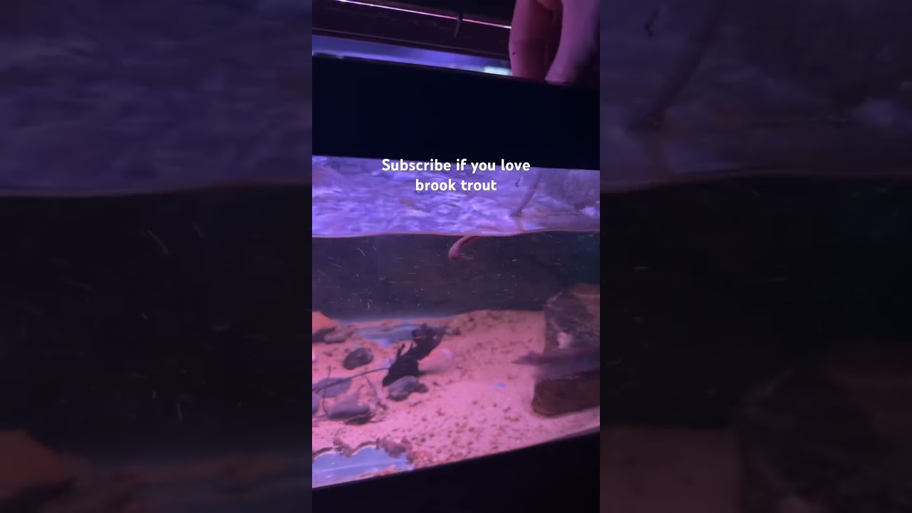 #likeandsubscribe