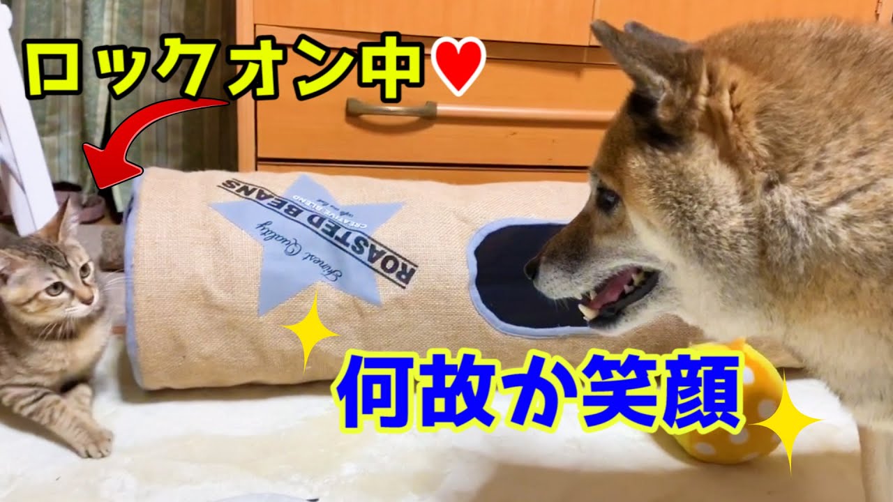 子猫達に愛され いじられても笑顔が絶えない柴犬  Shiba Inu smiles even if it is mischievous by a kitten