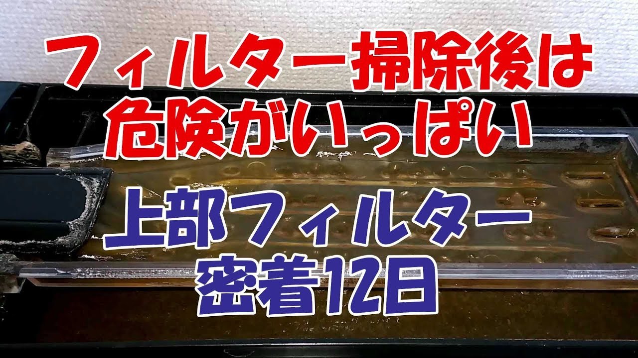 【激動の12日間】メンテナンスで崩れる硝化細菌の勢力図