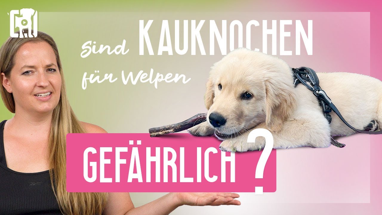 Sind Kauknochen für Welpen gefährlich? Geeignete Kauartikel für Welpen!