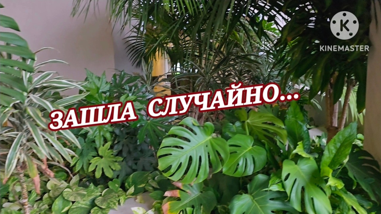 ТРОПИЧЕСКТЙ ЛЕС В ПОДЪЕЗДЕ ЦЕНЫ НА МЯСО ЦВЕТУЩАЯ МИМОЗА #ЦеныВИспании #ИспанскаяМимоза #LifeInSpain