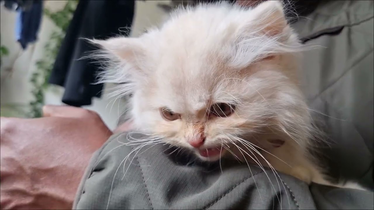 Compiled moments of cute cats #cstvideos #cat 