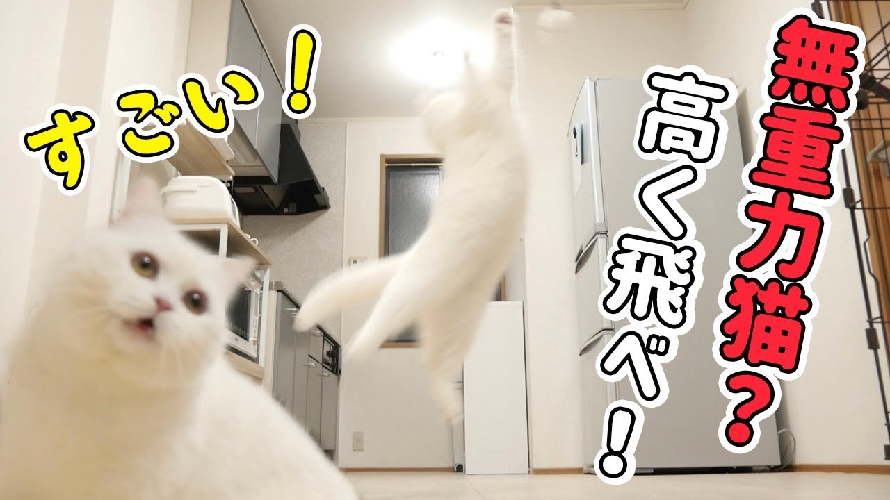 うちの猫の跳躍力を見よッ！無重力猫写真に挑戦してみた！