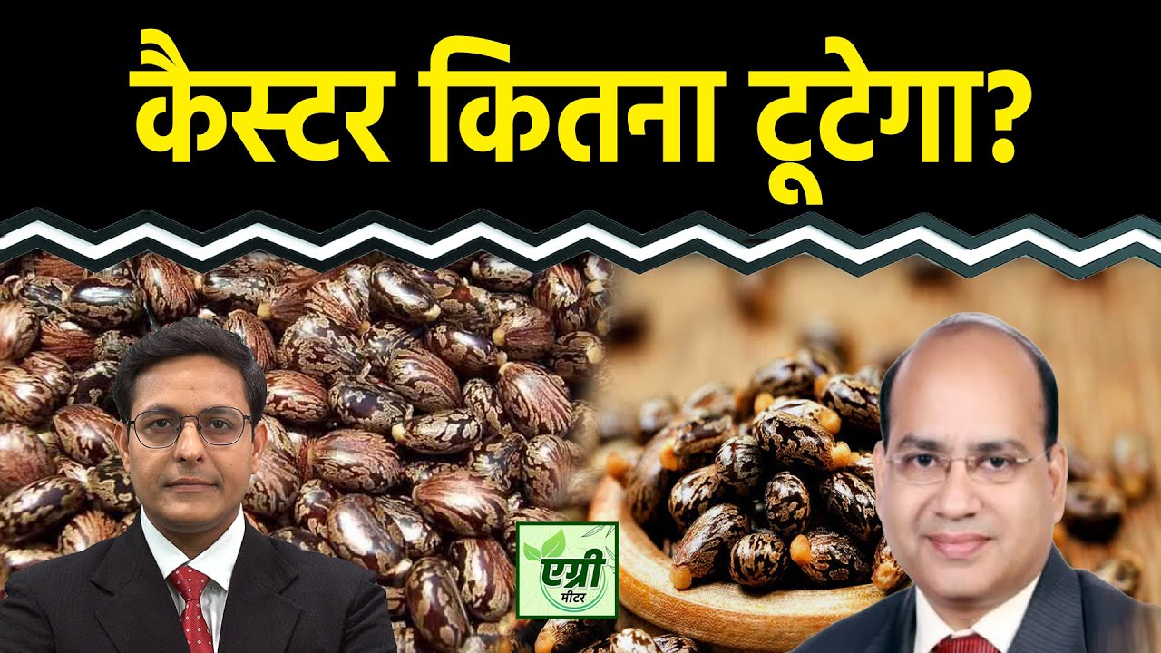 Agri Commodity : इंट्राडे में NCDEX पर किस एग्री कमोडिटी में ट्रेडिंग का मौका? Castor Seed Price