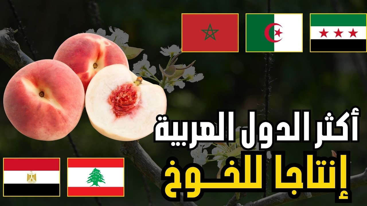 🍑 من يتصدر إنتاج الخوخ عربيا؟ | ترتيب الدول العربية حسب إنتاج الخوخ و النيكتارين (تقرير الفاو 2026)