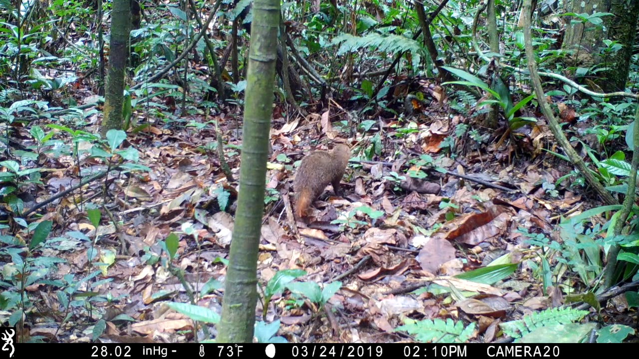 Species captured in the Dja Biosphere Reserve
