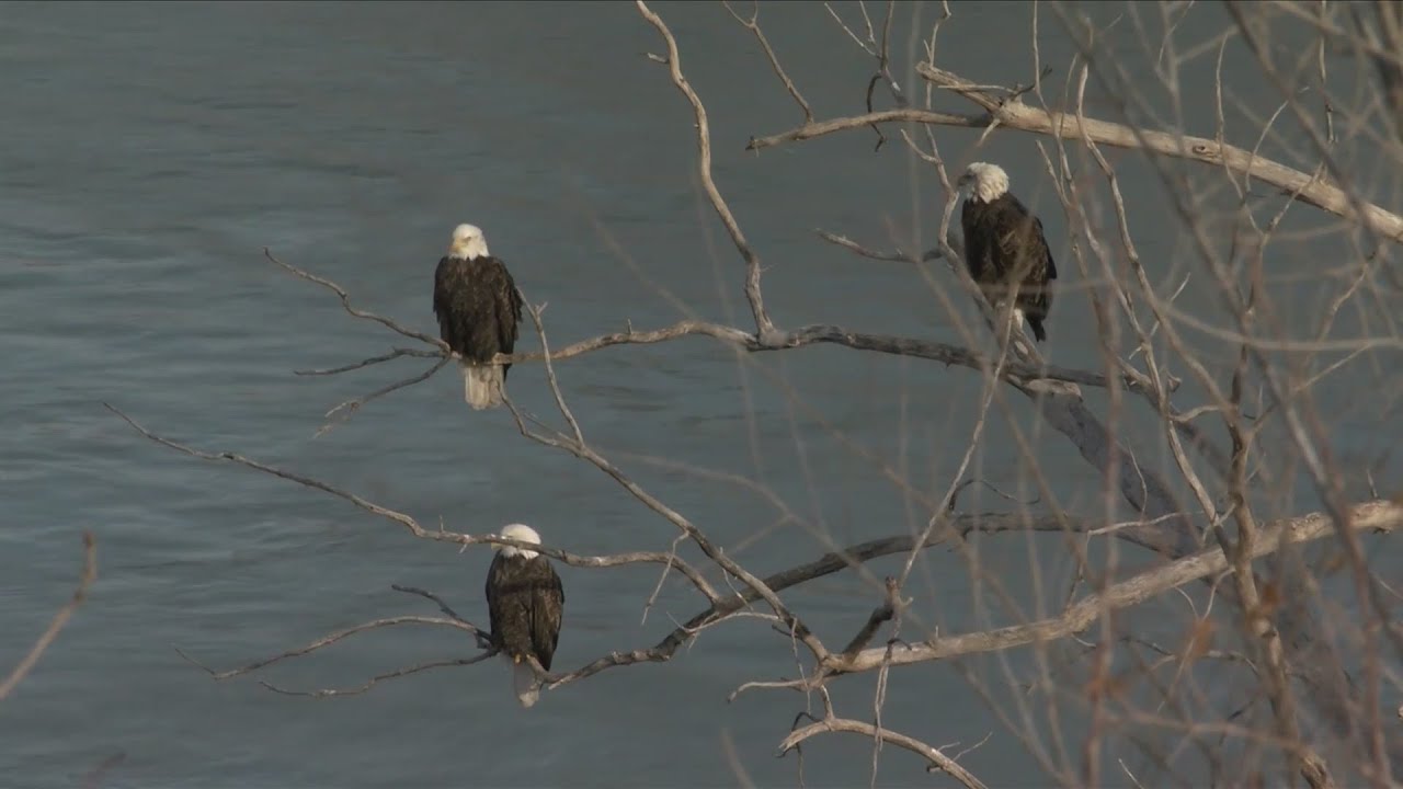Bald Eagles Nest On The Missouri