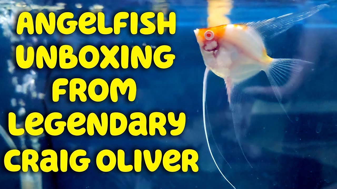 ANGELEFISH UNBOXING FROM LEGENDARY CRAIG OLIVER & ANGELFISH ROOM UPDATE