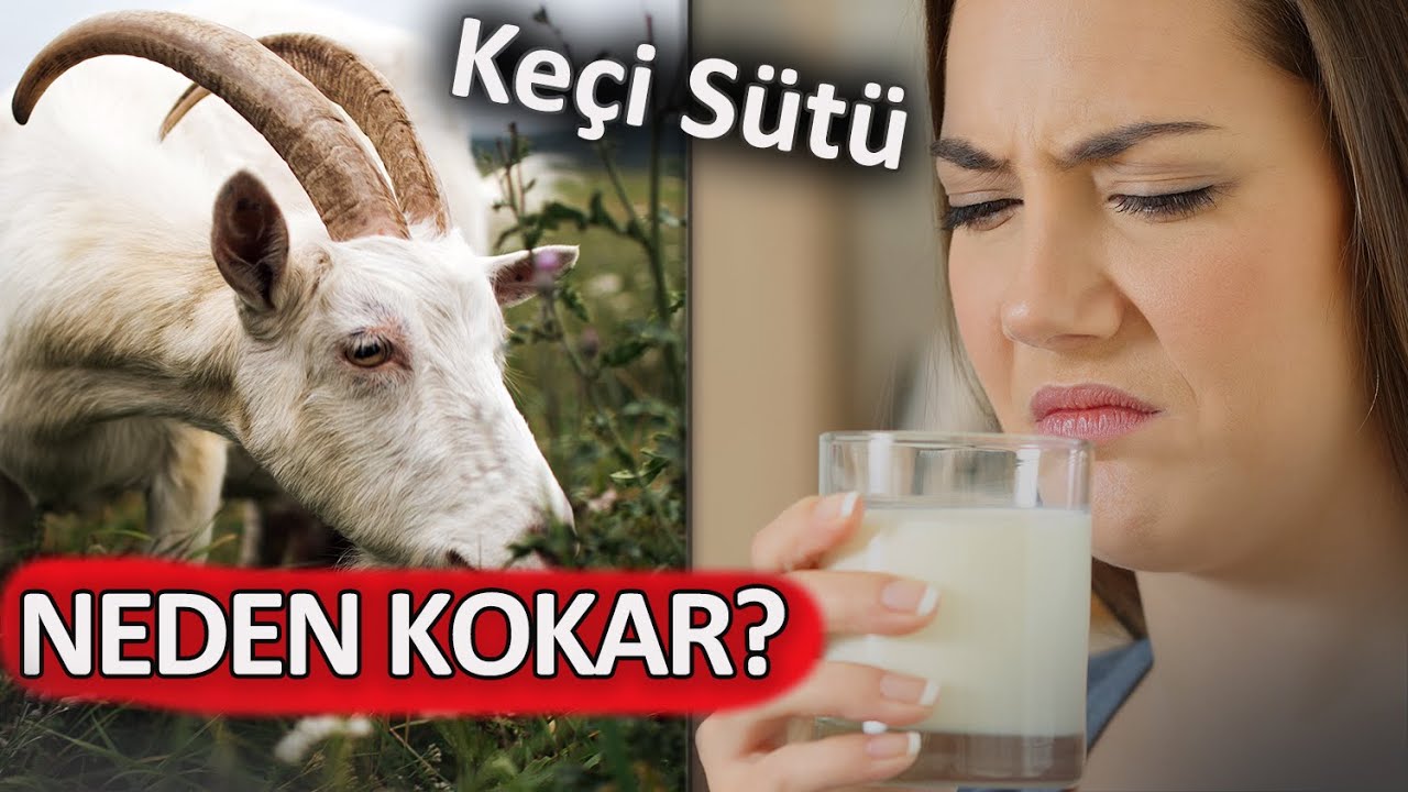 Keçi Sütü KOKAR MI?  NEDEN?