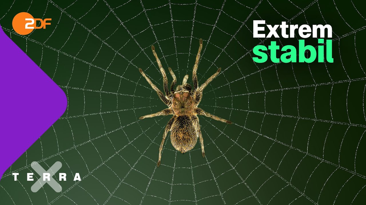 Warum Spinnenseide so besonders ist | Terra X plus