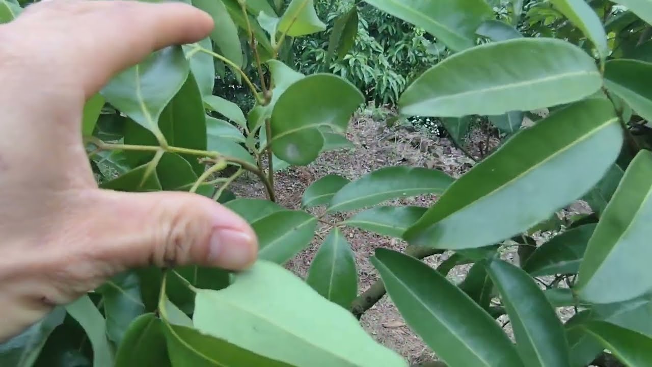 Chỉ cần căn lộc và khoanh đúng thời điểm thì vải sẽ ra hoa,không cần phải nhiều kĩ thuật 