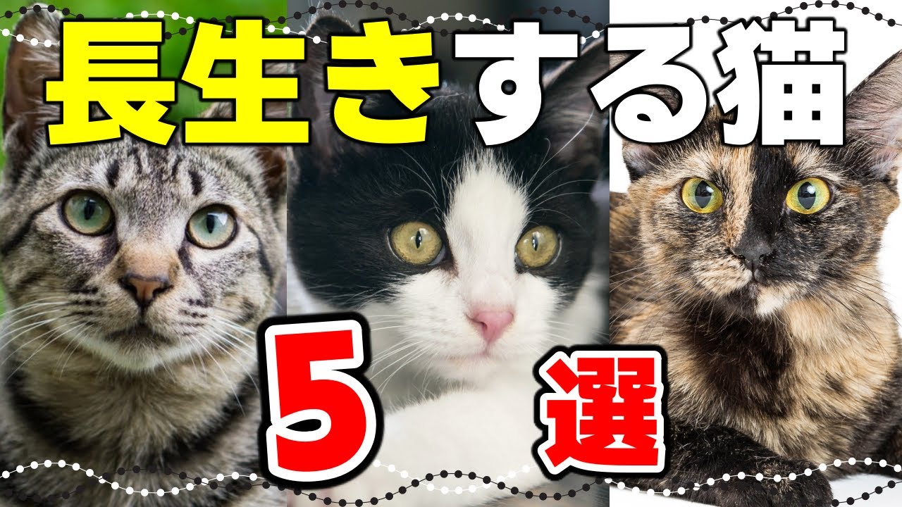 【猫の平均寿命】長寿の猫の柄や特徴！ギネス記録の猫も