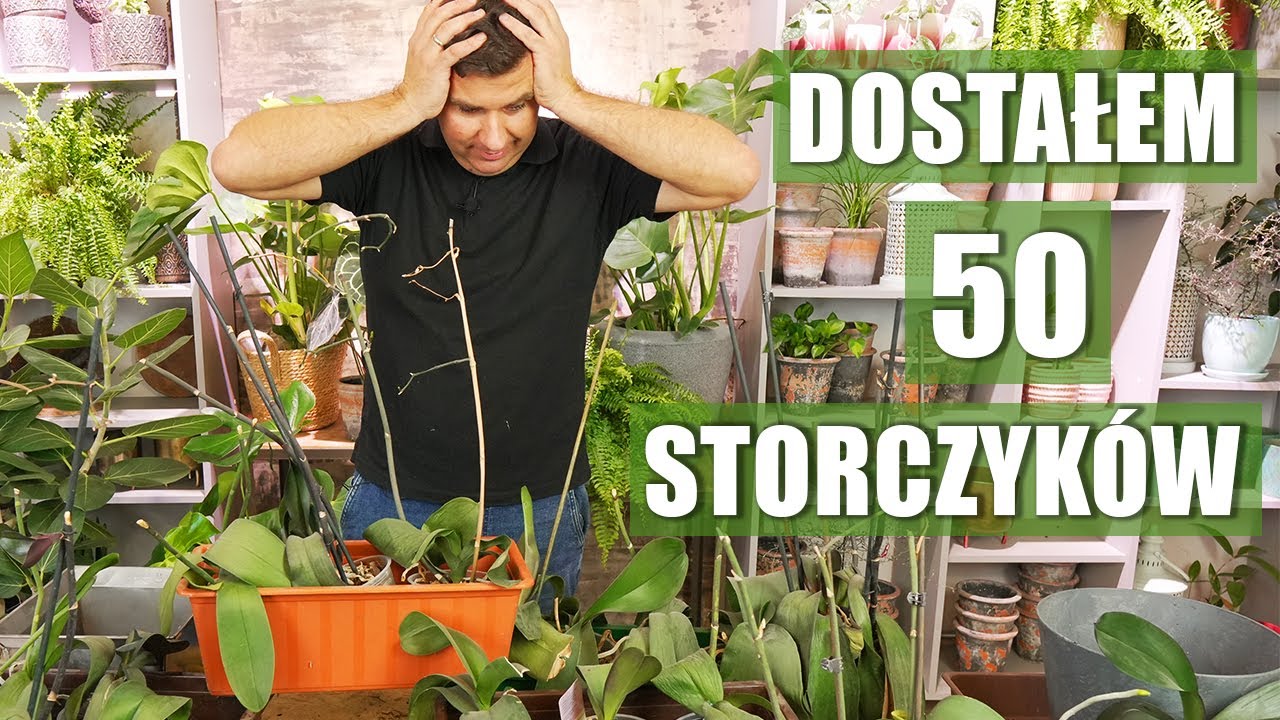 Reanimacja 50 storczyków. Czy uda się je uratować?