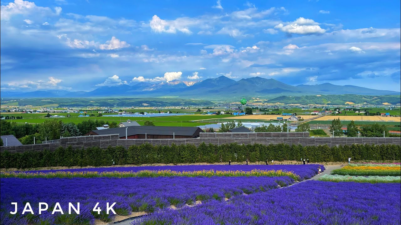 Japan 4K Walk - Beautiful Flower Fields in Hokkaido, Tomita Farm, Furano - 北海道、富良野、ファーム富田散歩