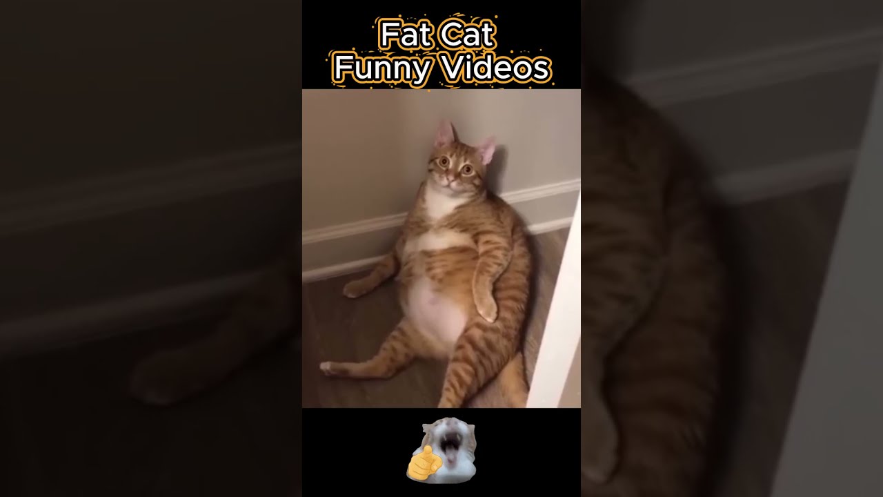 Funny Fat Cats Being Absolutely Ridiculous