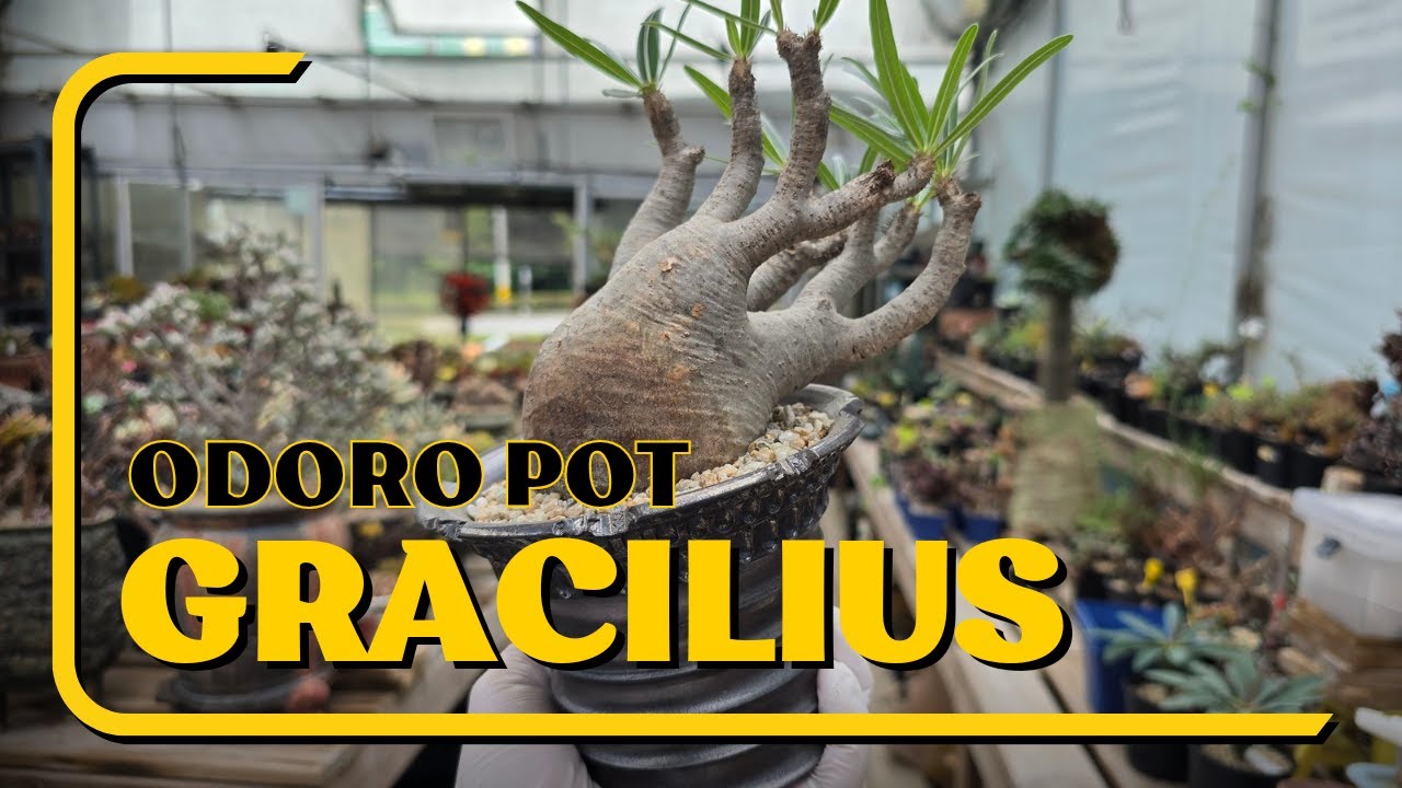 아프지만 찍는다... 오랜만에 단지가 왔어요!!!!