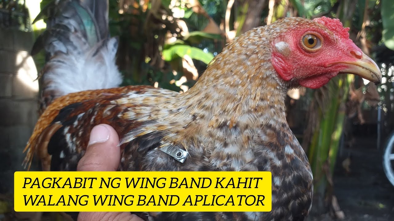 Pagkabit ng wing band Gamit lamang ang Flies