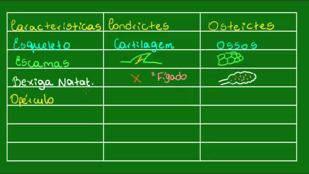 Condrictes vs Oste&iacute;ctes - Vertebrados - Biologia