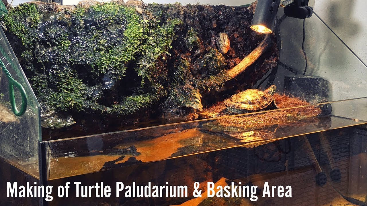 Making of Turtle Paludarium & Basking Area