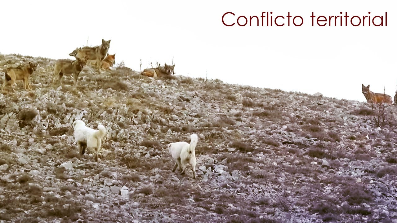 Comunicación canina en un conflicto territorial entre lobos y perros. - Parte 1 - Etología canina