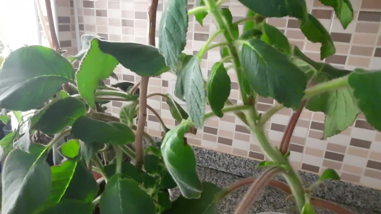 Tepe kesimi yaptığım kohleria tomurcuk vermiş .Nasıl kesmiştim tepesini videoda bulabilirsiniz.