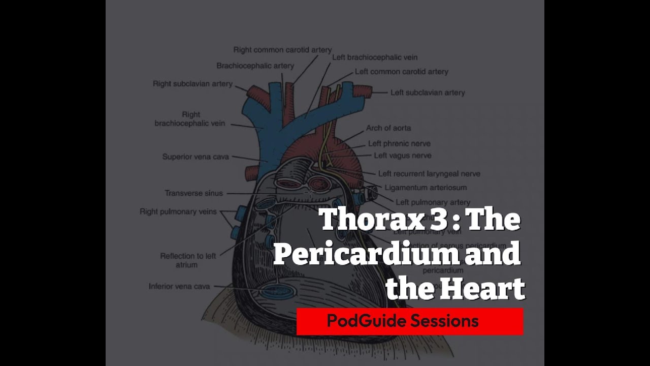Thorax 3: The Pericardial Cavity and the Heart