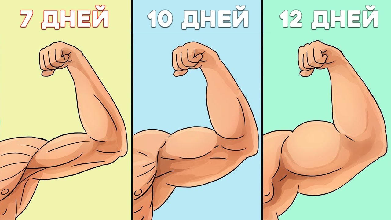 Сколько должны Отдыхать мышцы чтобы Расти