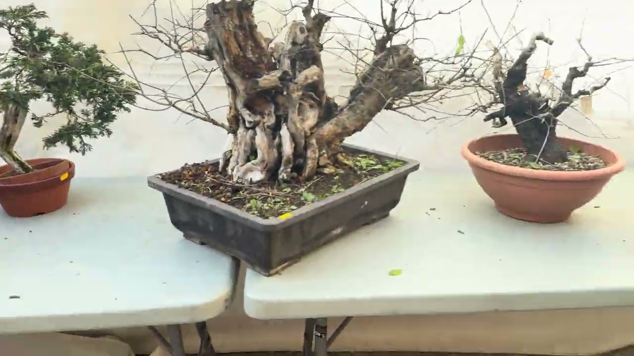 VI UBE EXPOSICIÓN DE  BONSÁIS EN ARANJUEZ / 2025