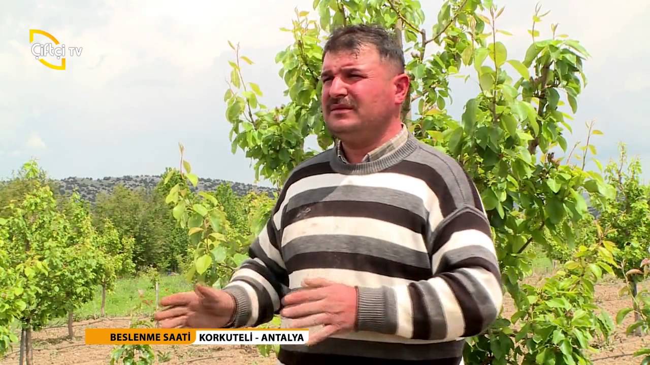 BESLENME SAATİ - ARMUT YETİŞTİRİCİLİĞİ