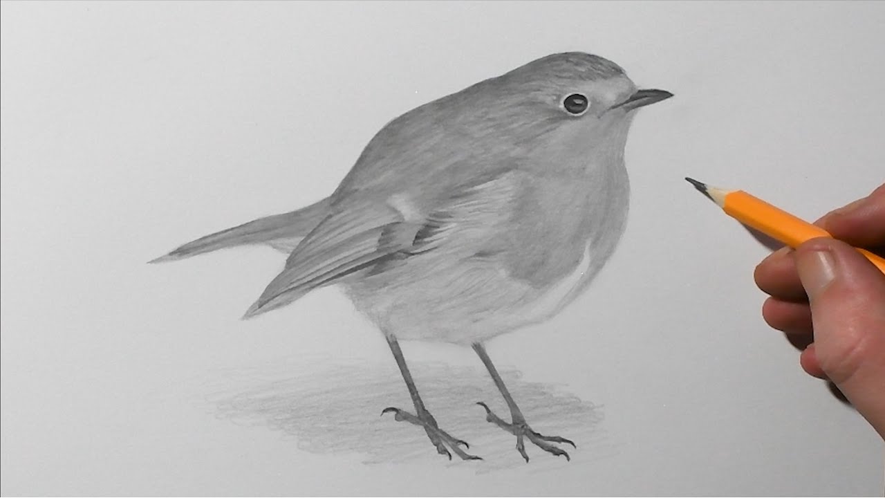 How to Draw a Robin | Pencil Drawing for Beginners