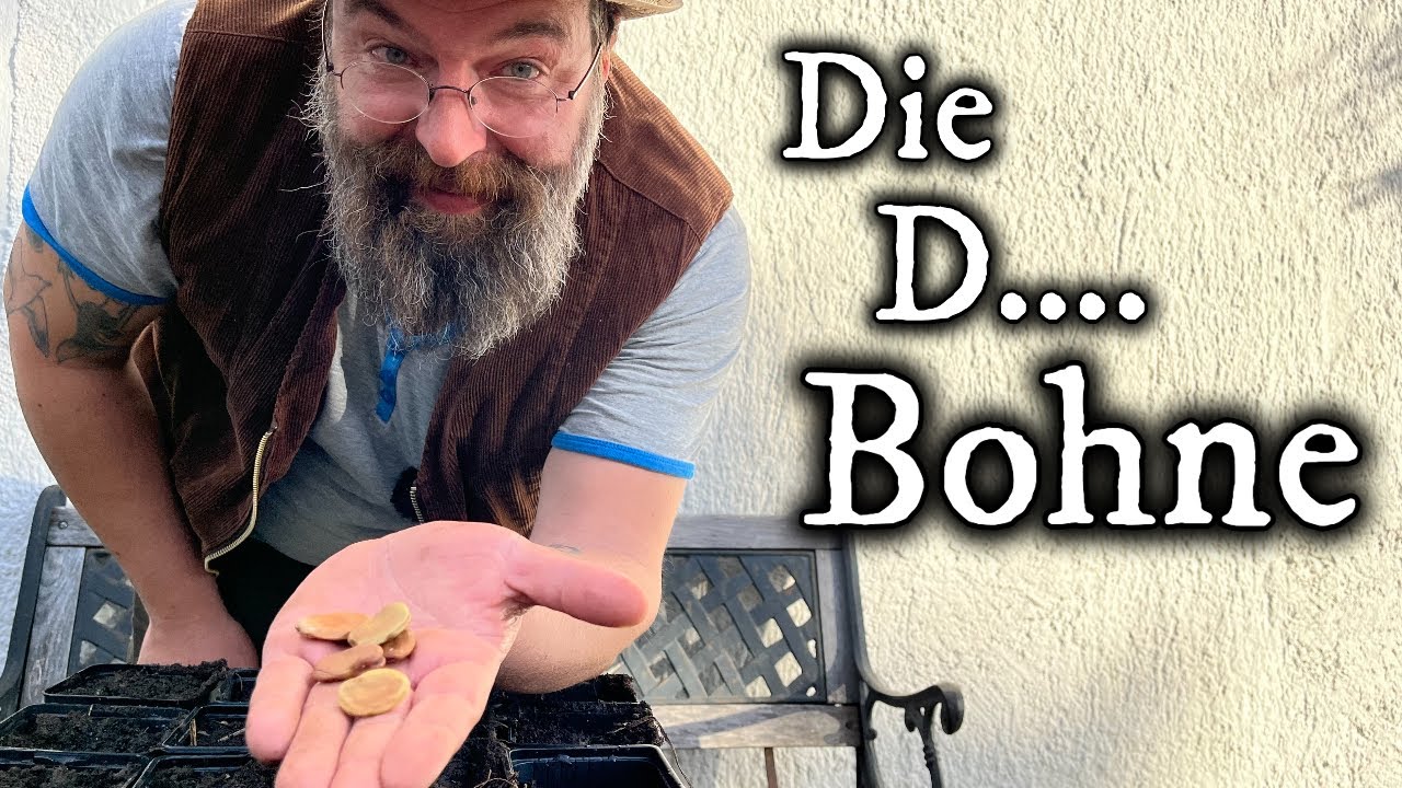 Wissenswertes zum Anbau von Ackerbohnen - Saubohnen - Dicken Bohnen