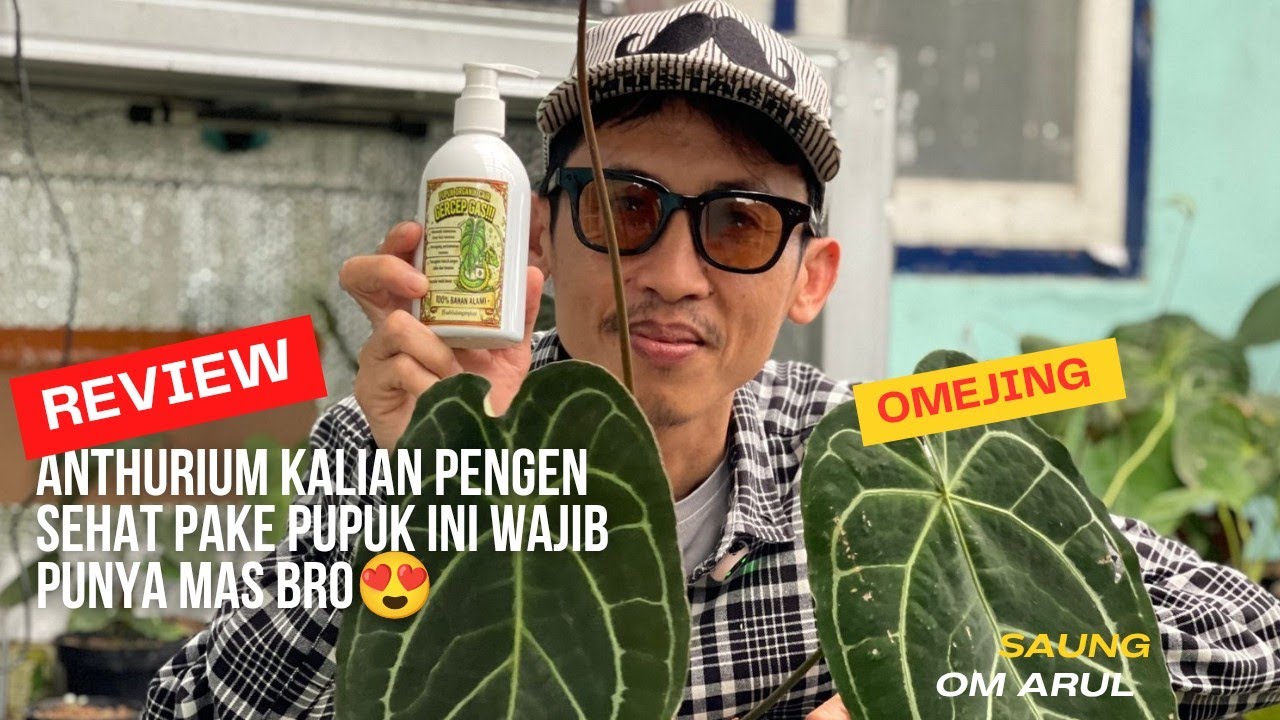 Sale Anthurium Murah Dan Ada Juga Pupuk Organik Yang Ciamik🔥