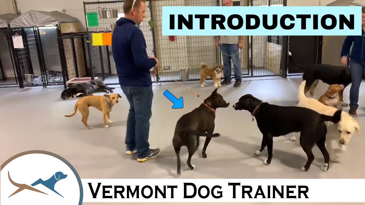 Understanding Dog Body Language When Meeting New Dogs