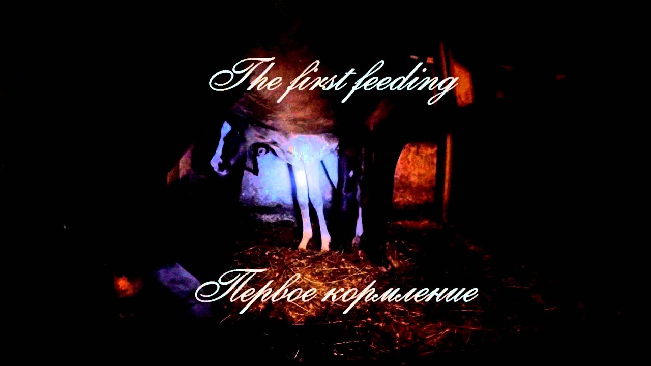 Жеребенок  Первые минуты жизни. Foal. The first minutes of life.