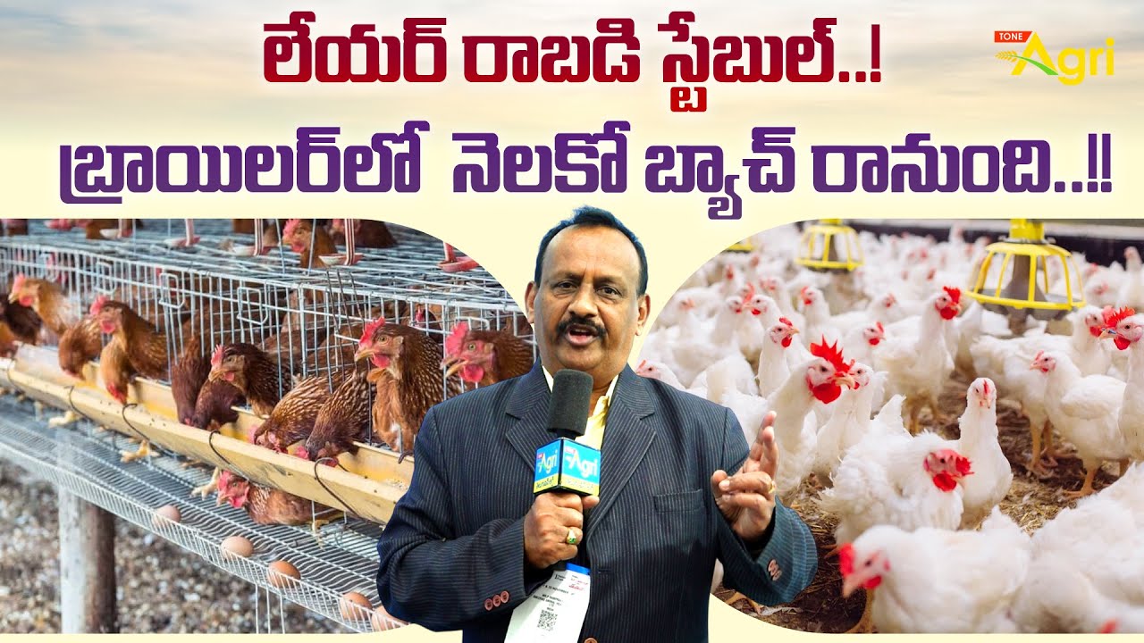 Broiler Vs Layer Chicken | లేయర్ రాబడి స్టేబుల్..! బ్రాయిలర్‌లో నెలకో బ్యాచ్ రానుంది..!! Tone Agri