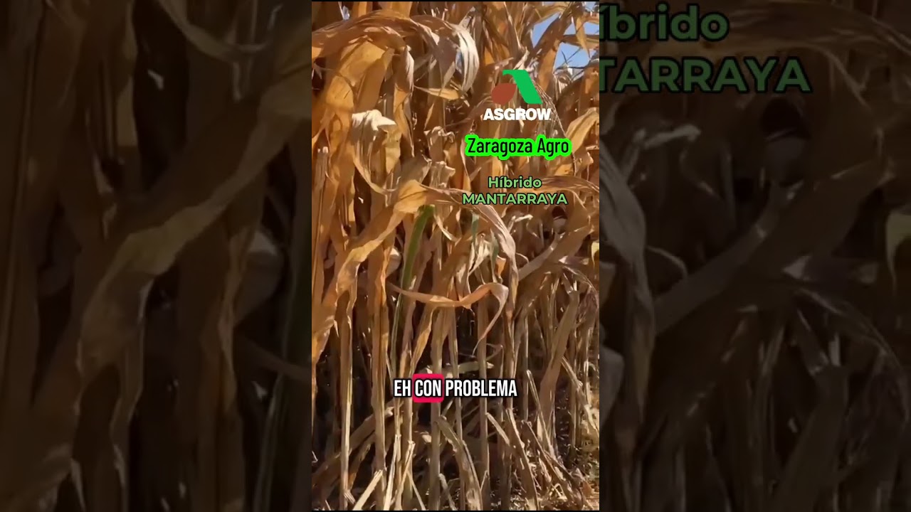MANTARRAYA Nuevo híbrido de maíz para el bajio.