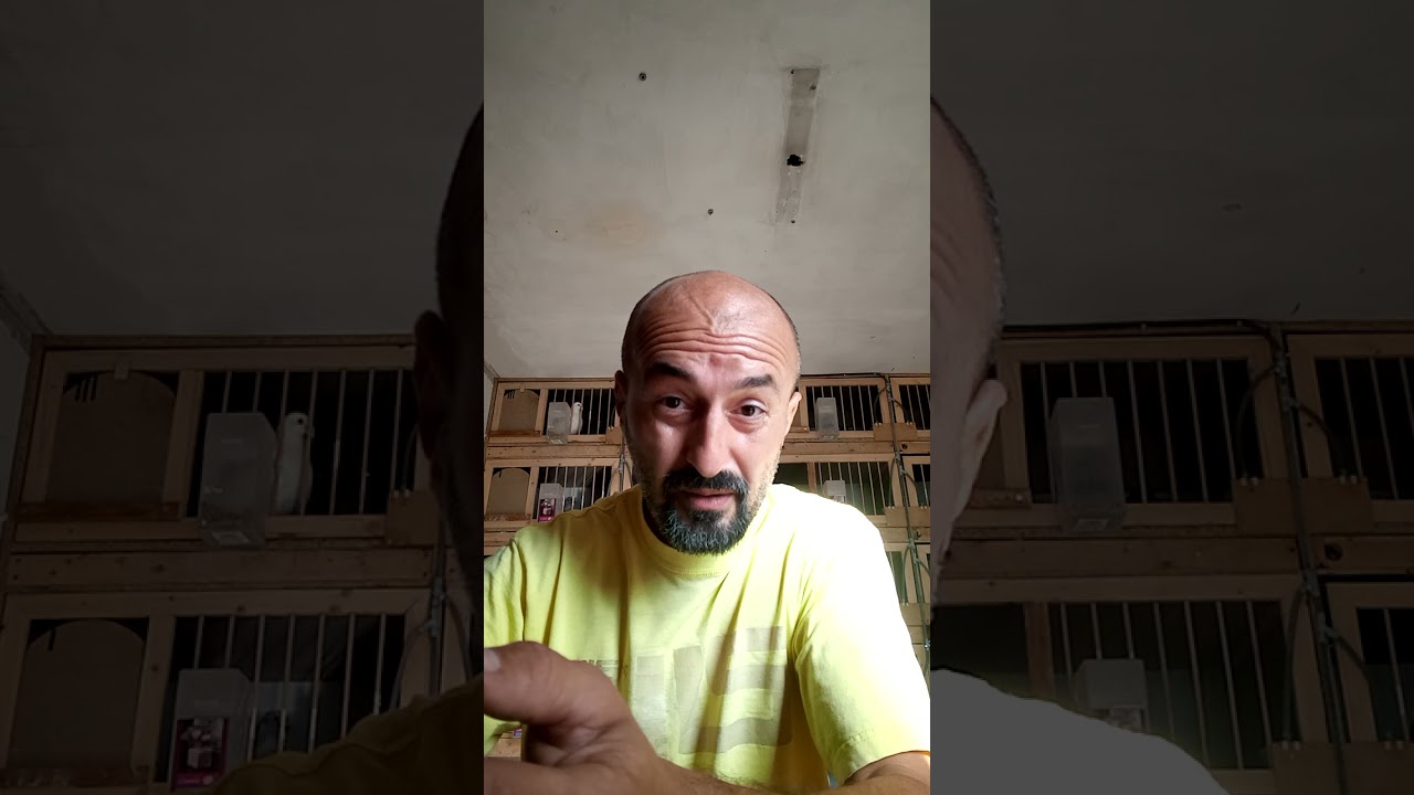 Educație columbofilă / COLUMBICULTURA / Probleme respiratorii și leacuri băbești