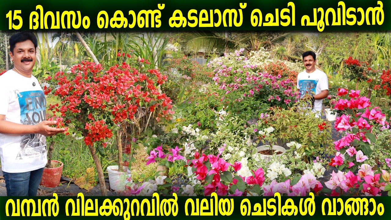 7 മാസം വരെ കടലാസ് ചെടി കാട് പിടിച്ച് പൂക്കാൻ ഇങ്ങനെ ചെയ്‌താൽ മതി | Bougainvillea flowering tips