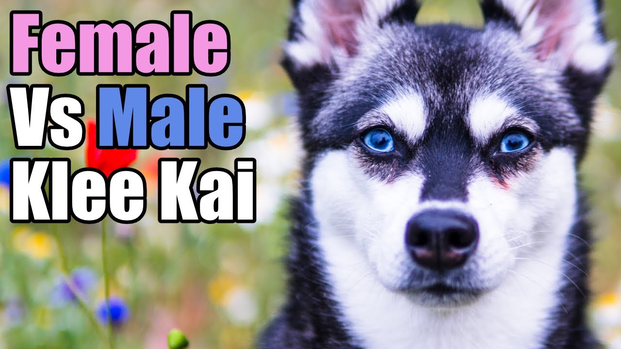 Male v Female Alaskan Klee Kai
